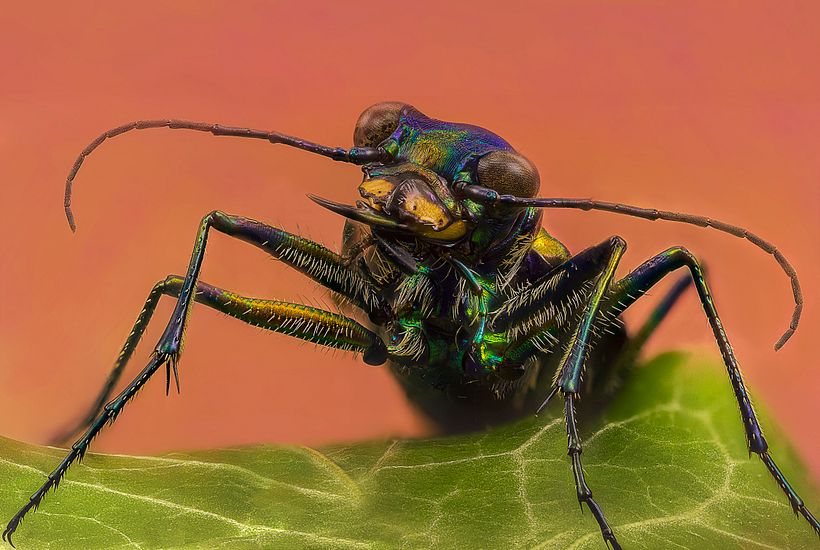 Escarabajo Tigre, Macro Extremo. 3