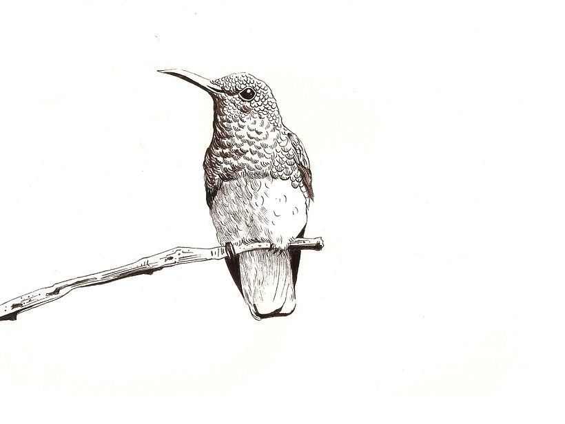 Inktober 2019 - Dibujo