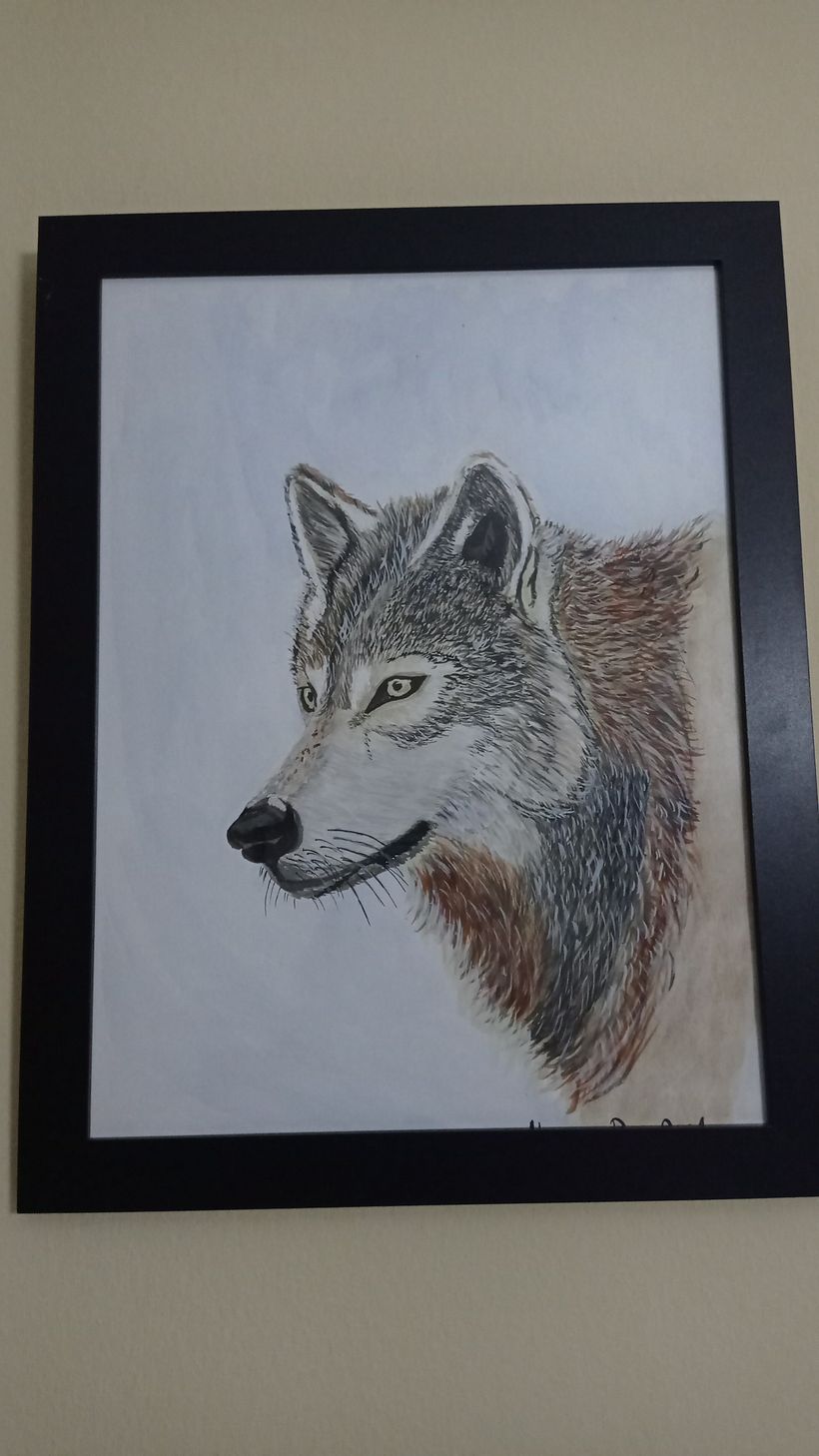 Lobo en acuarela A3 Canson 300gr