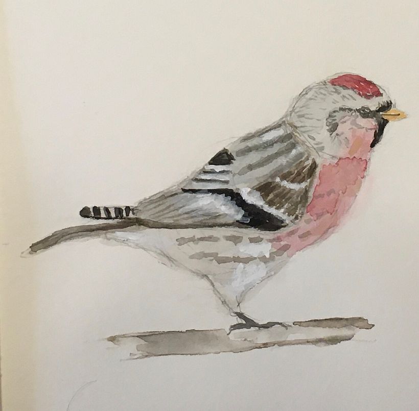Common Redpoll 