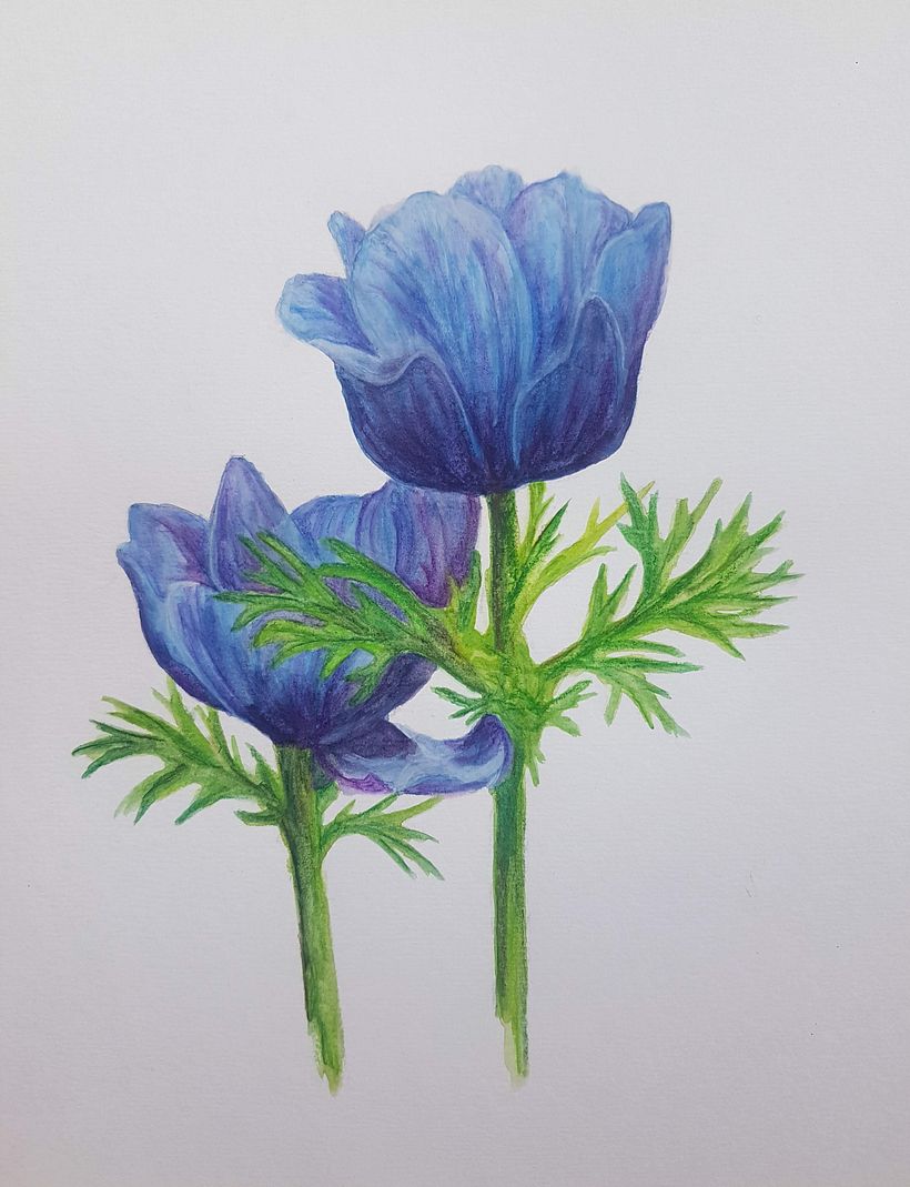 My project in Botanical Illustration with Watercolors course 1