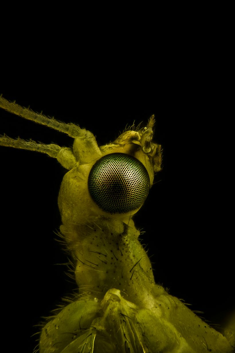 Crisopa, Macro Extremo. 1