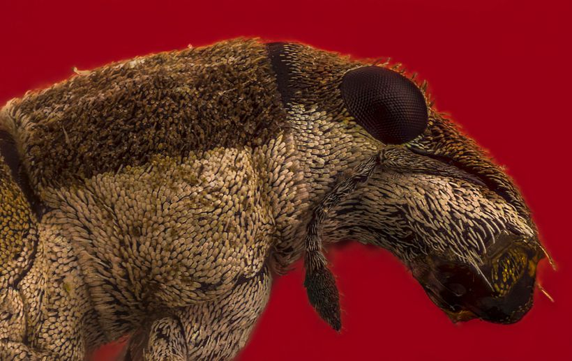 Gorgojo, Macro Extremo. -1