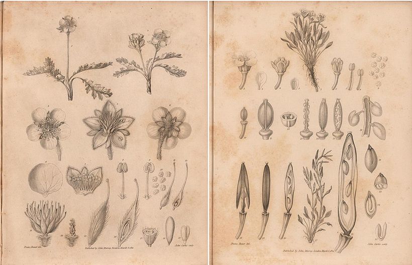 Franz Bauer. Ink on paper illustration depicting all parts of an arctic flower.