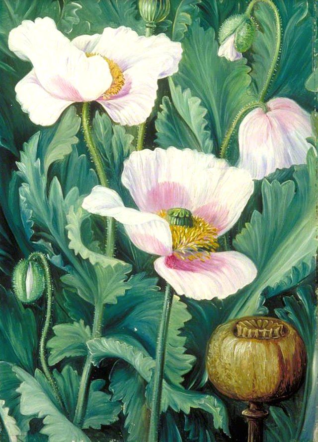 Marianne North - Opium Poppy (1870).