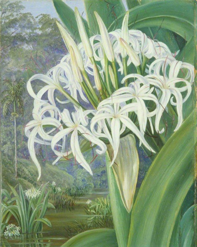 Marianne North - A Bornean Crinum (1876).