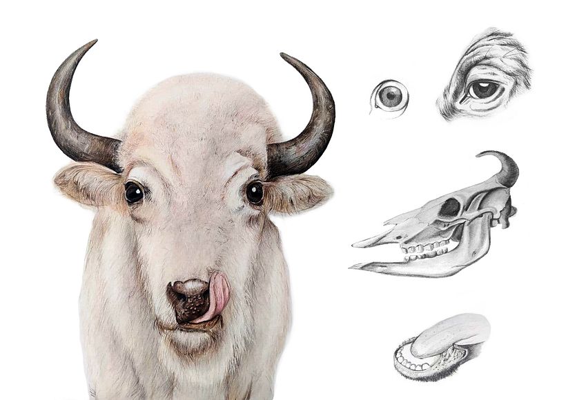 with colored pencils and graphite pencils