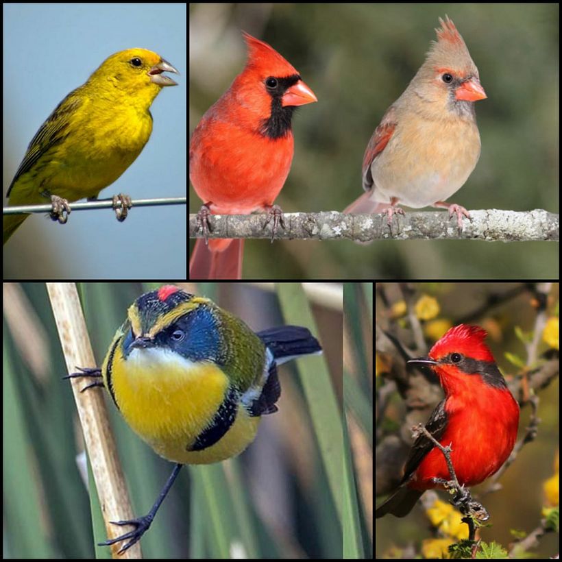 Mi Proyecto del curso: Acuarela artística para ilustración de aves, aves de Argentina 0