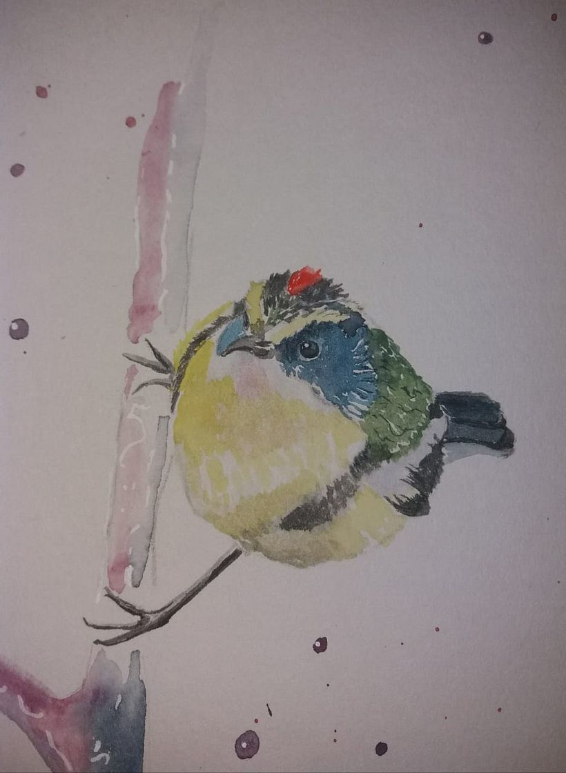 Mi Proyecto del curso: Acuarela artística para ilustración de aves, aves de Argentina 1