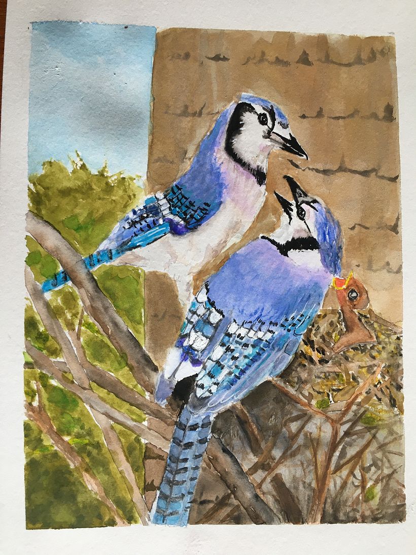 Blue Jay family- Your turn to get supper!