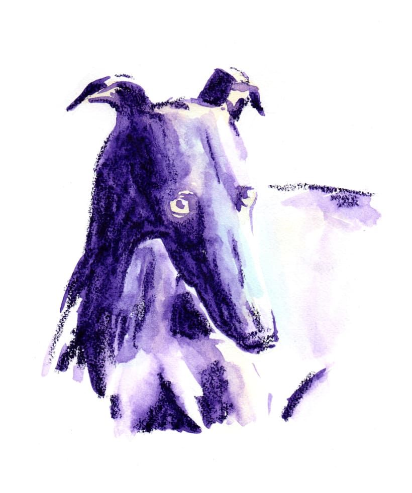 La expresividad del perro galgo de Animalario. Julián Ariza.