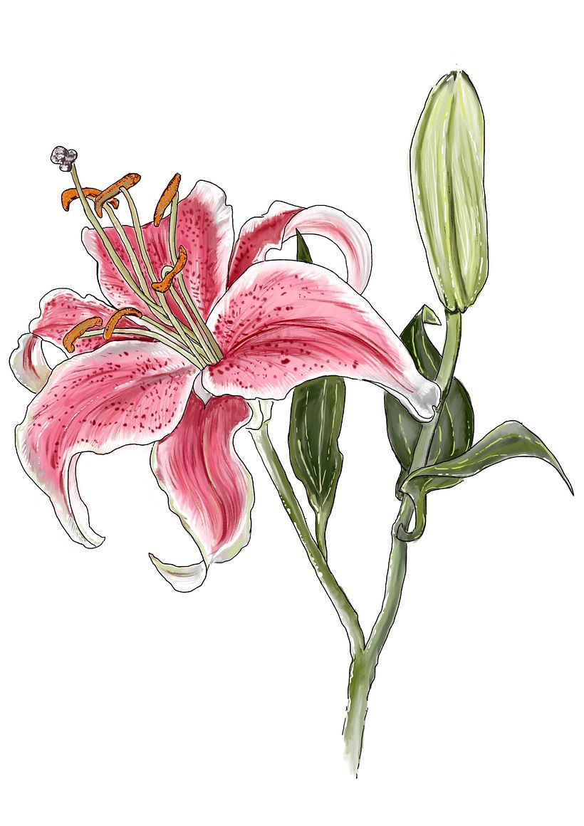 My project in Botanical Sketchbooking: A Meditative Approach course -1