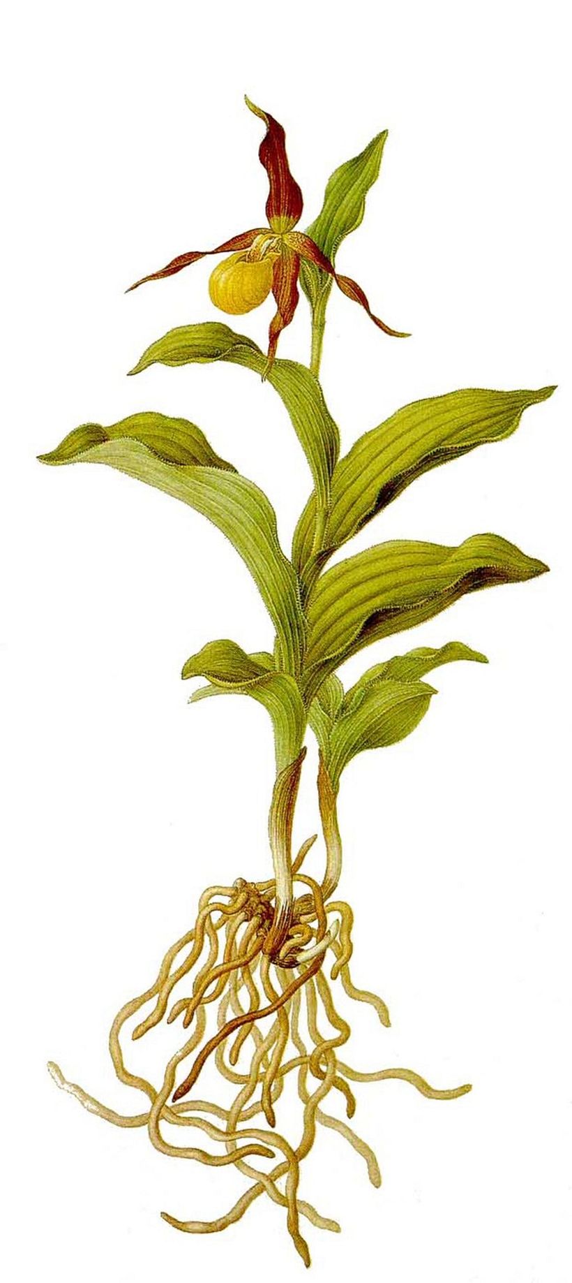 Franz Bauer, Cypripedium calceolus, también llamada orquídea zapatilla de dama. Watercolour of British Orchids (1792-1817).