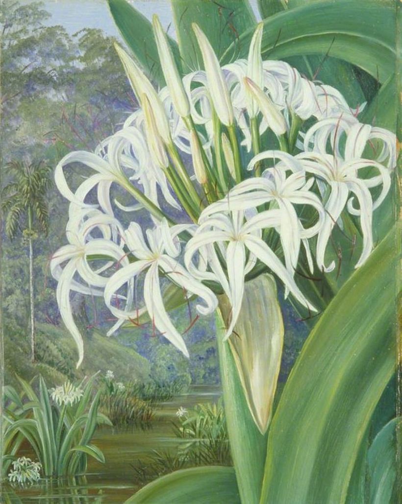 Marianne North, Crinum de Borneo (1876).