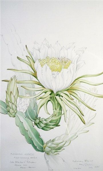 Mary Grierson, Hylocereus Undatus o pitahaya (1985).
