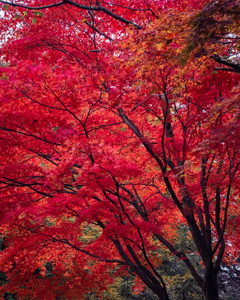 Color of Seasons 1