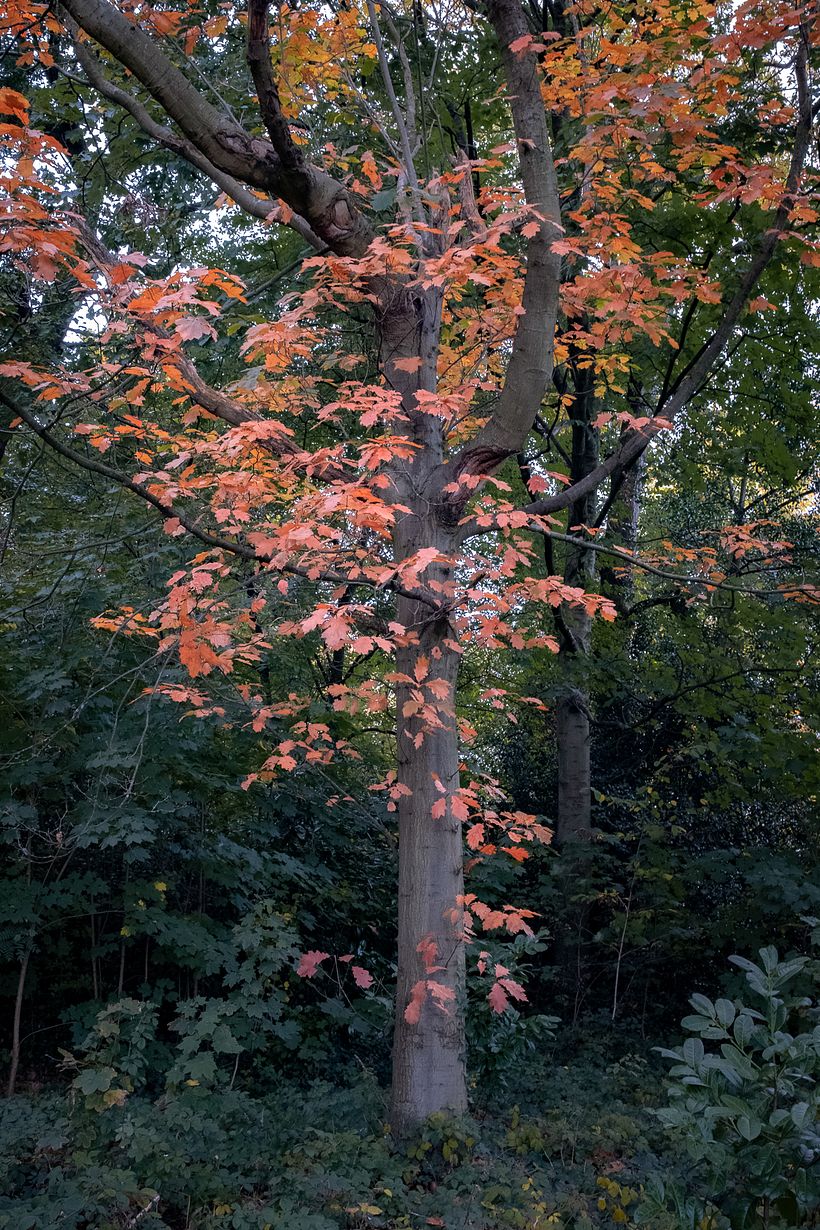 Color of Seasons 2