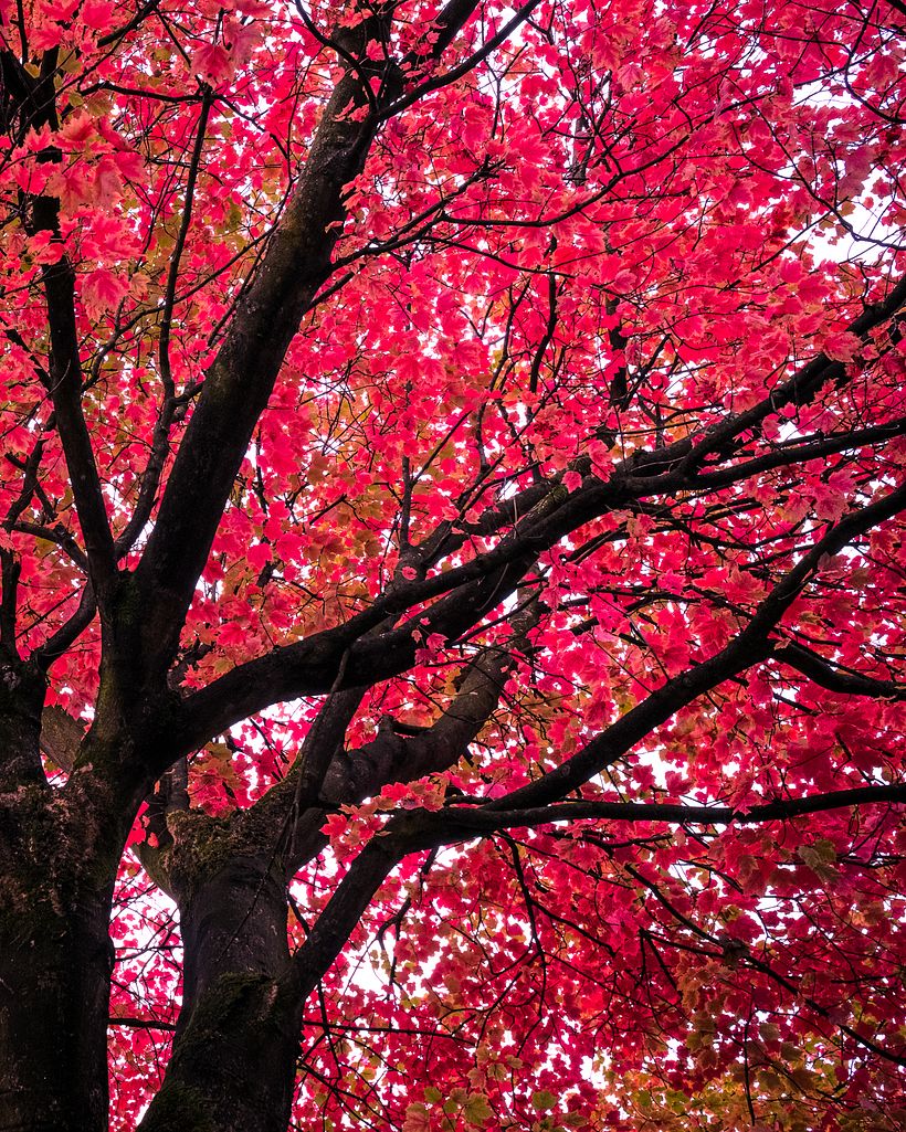 Color of Seasons 3