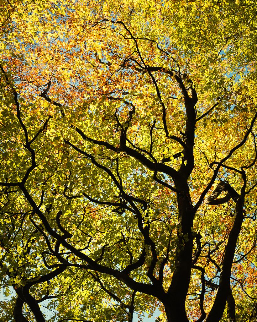 Color of Seasons 4