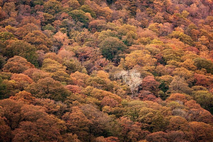 Color of Seasons 8