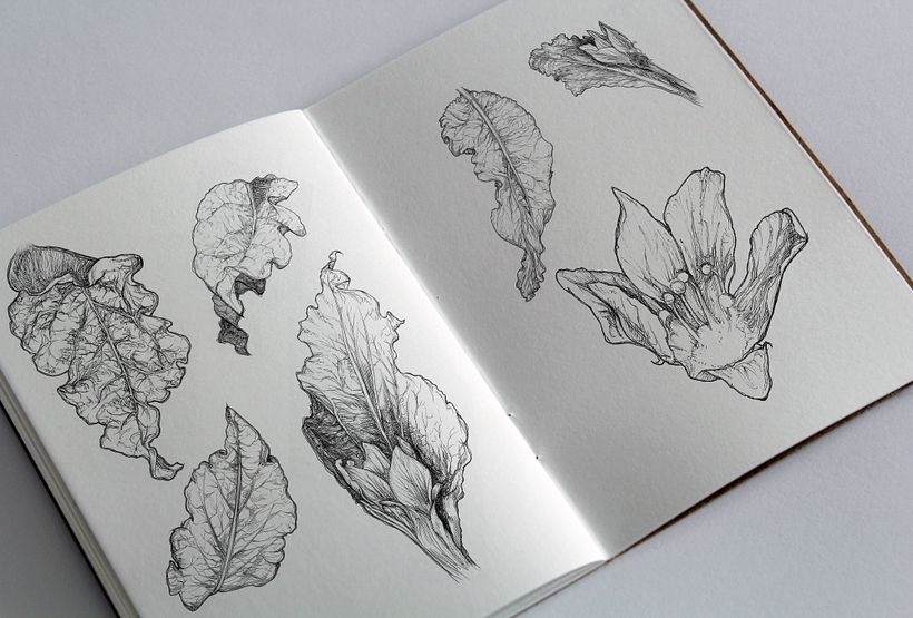 Dibujos a lápiz y tinta de hojas y flores de mandrágora