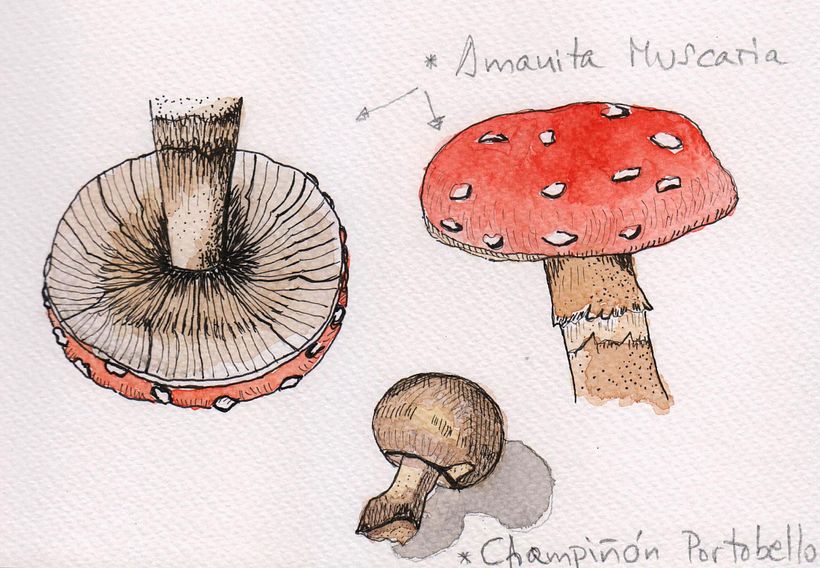 Mi Proyecto del curso: Cuaderno botánico en acuarela 0