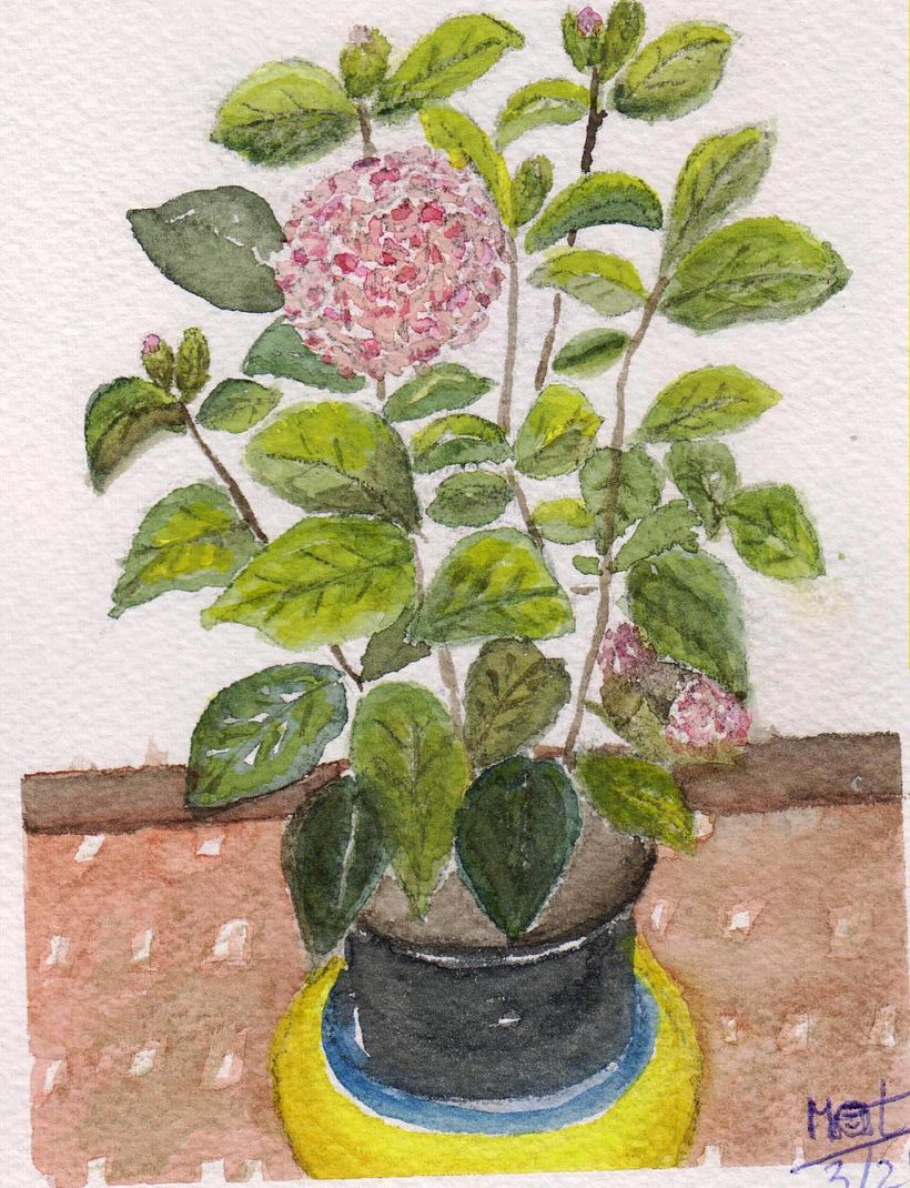 Camelia