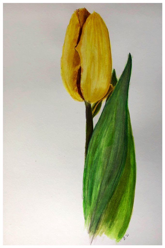My project in Botanical Illustration with Watercolors course 5