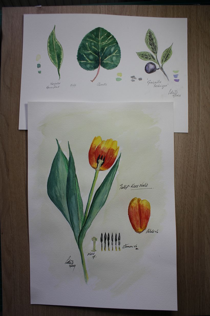 My project in Botanical Illustration with Watercolors course 0