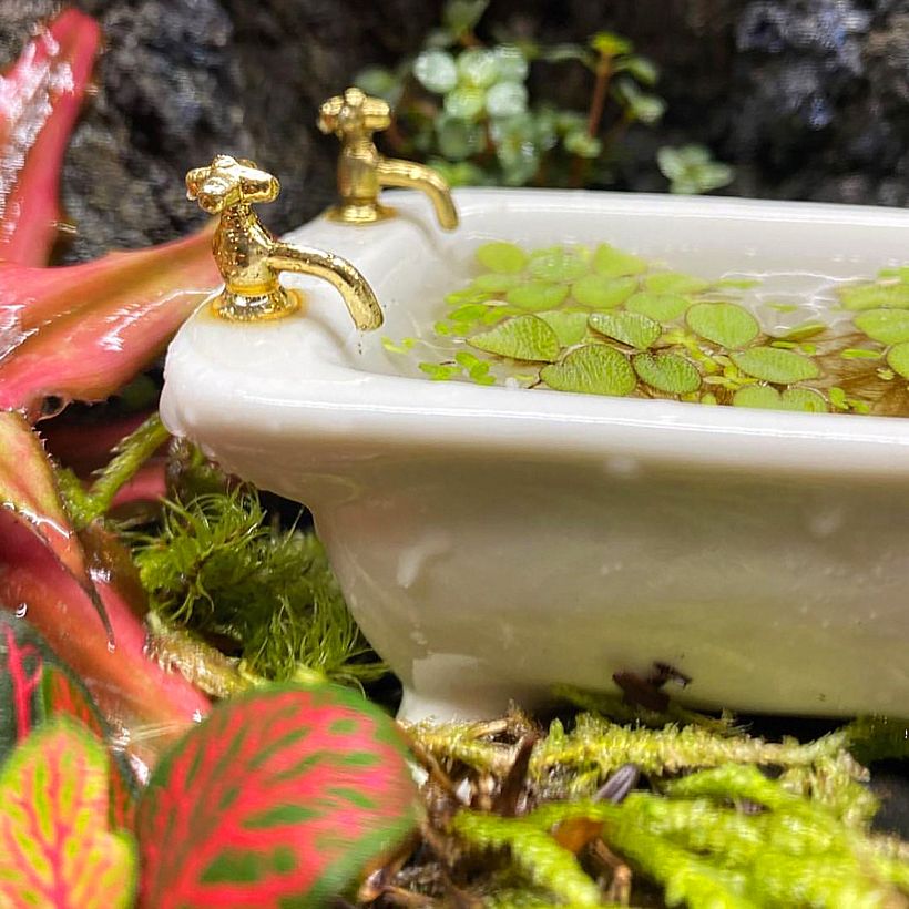 Detail shot of a tiny bathtub filled with aquatic plants.