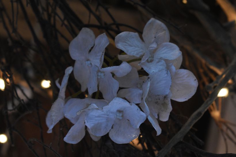 "Ancient flower bridge"  7