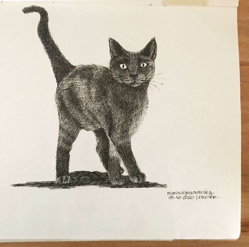 Le chat de Pérolles|Fribourg 2020