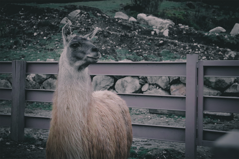 Llama, fotografía por Nando Romero