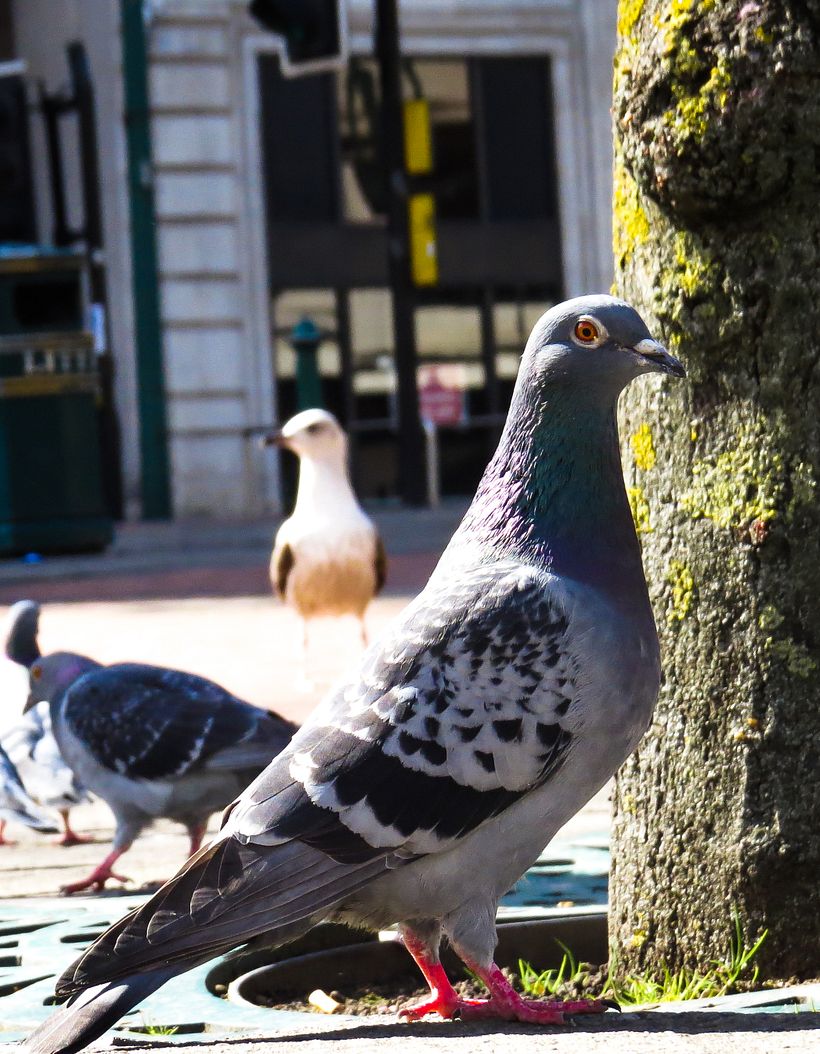 Palomas y Gaviota