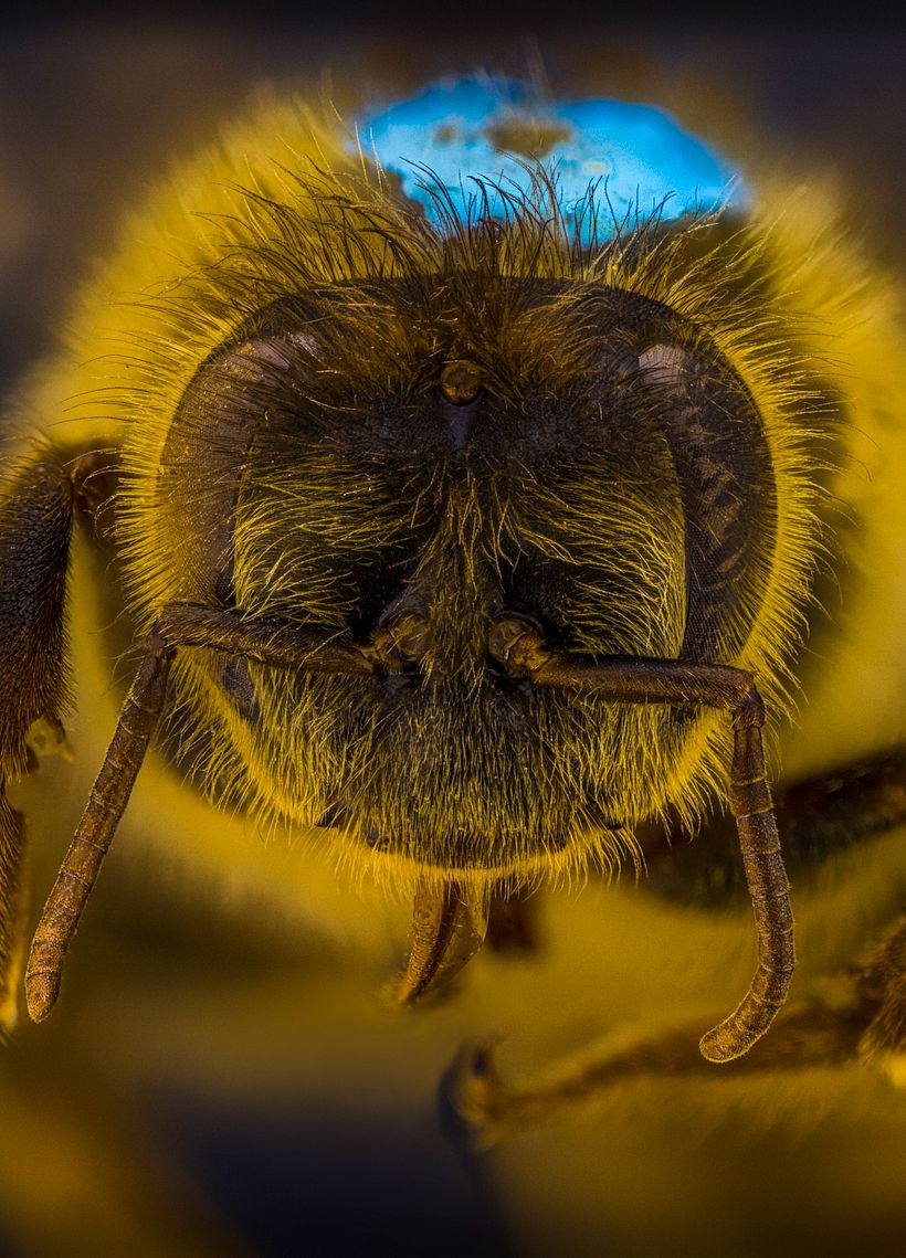 Abeja Reina, Macro extremo. 1