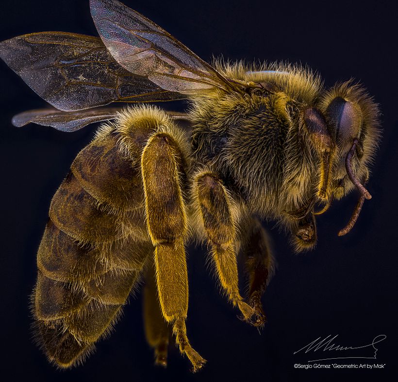 Abeja Reina Vs Abeja Obrera, Macro Extremo. 1