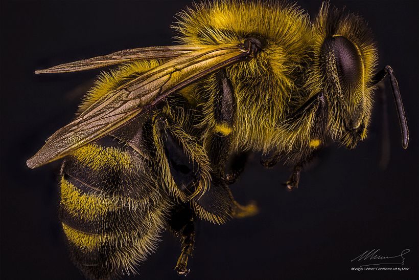 Abeja Reina Vs Abeja Obrera, Macro Extremo. 1