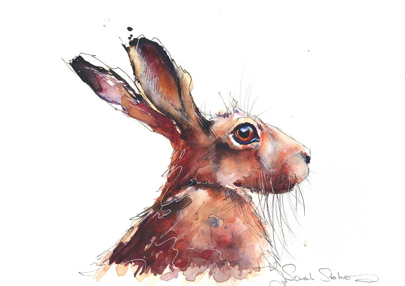 A watercolor painting of a hare, by Sarah Stokes