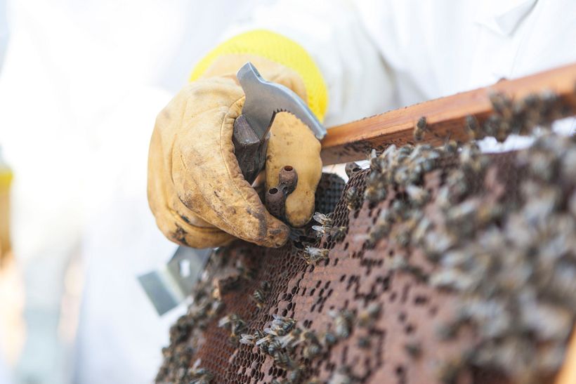 Artesanía_Apicultura 4