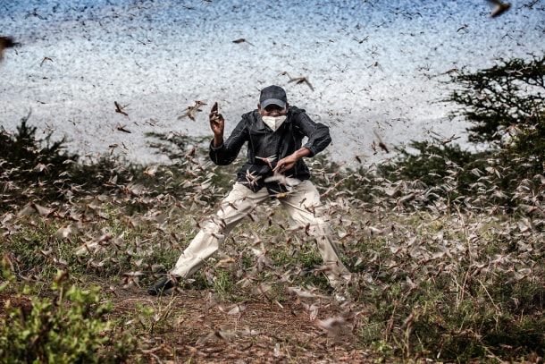 Fighting Locust Invasion in East Africa, by Luis Tato.