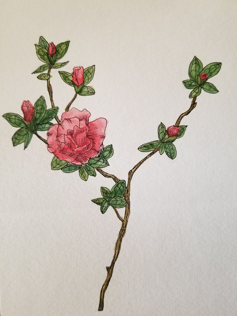 My project in Botanical Watercolor Sketchbook course 0