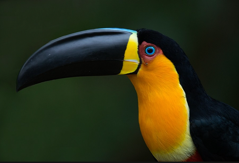 My project in Naturalist Bird Illustration with Watercolors course 2