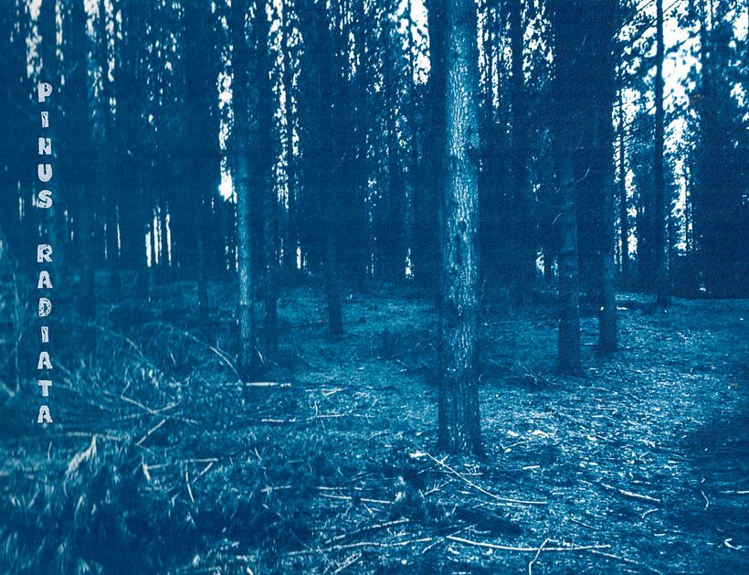DL 701: los no bosques 1