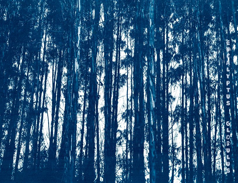 DL 701: los no bosques 2