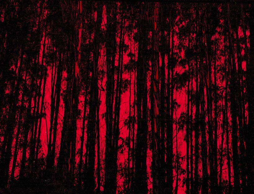 DL 701: los no bosques 5
