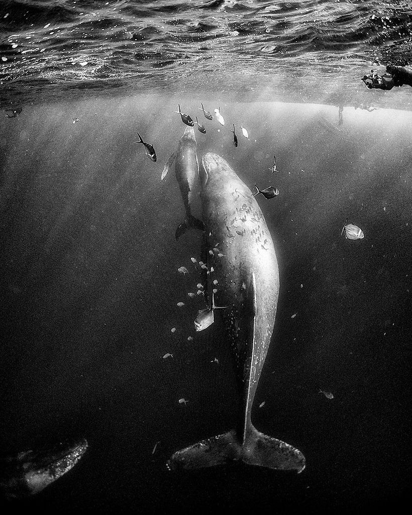 Anuar Patjane-Floriuk