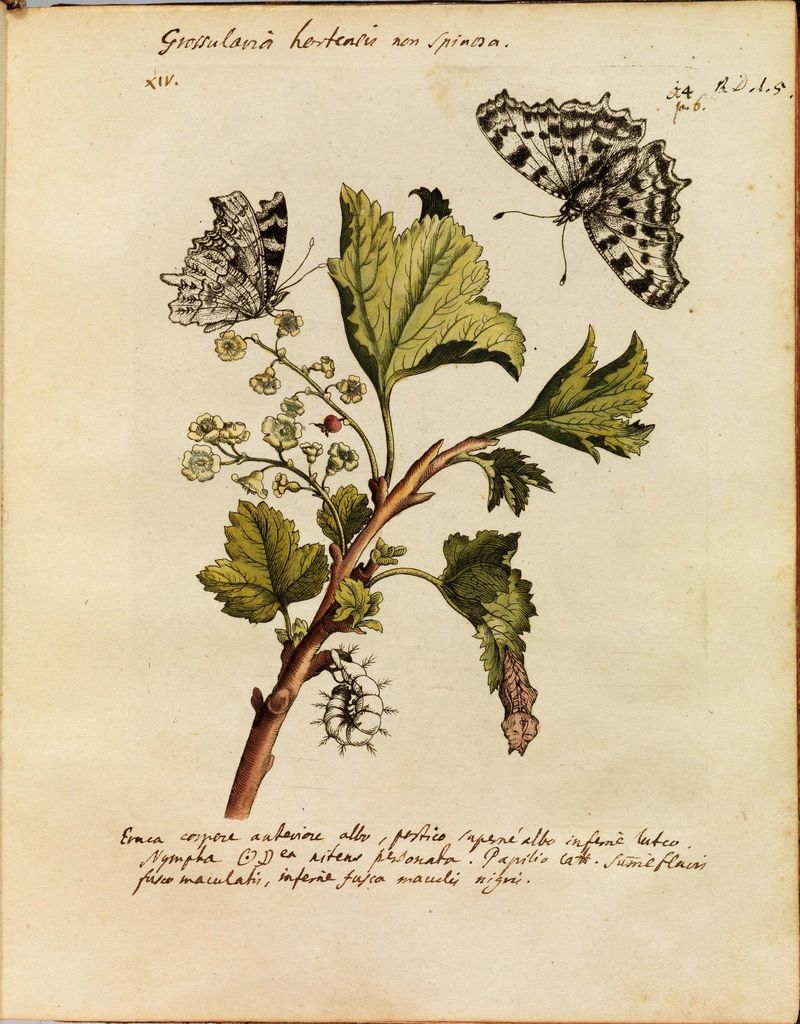 Maria Sibylla Merian (1647–1717).