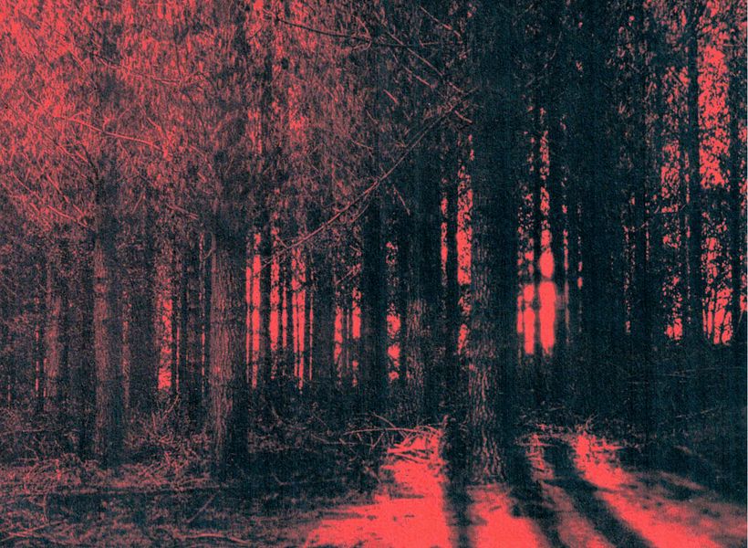 DL 701: los no bosques 4