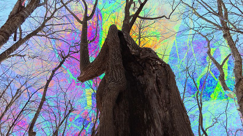 Tree Sky