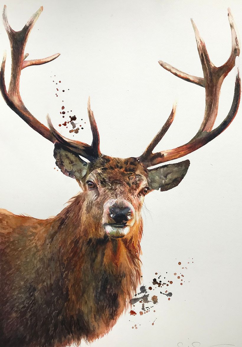Veado em aquarela, Sarah Stokes